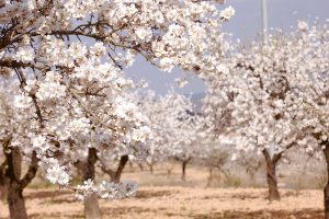 A grove of almond trees