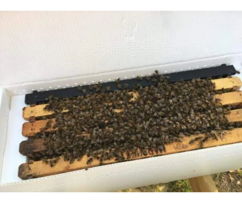 2024 Nucleus Beehives For Sale (NUC)