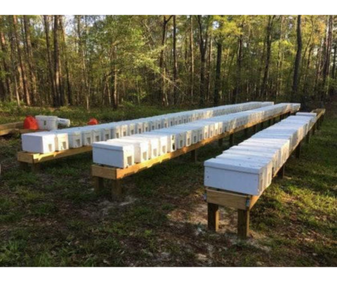 Beekeeping with NUCs