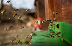 Bees landing