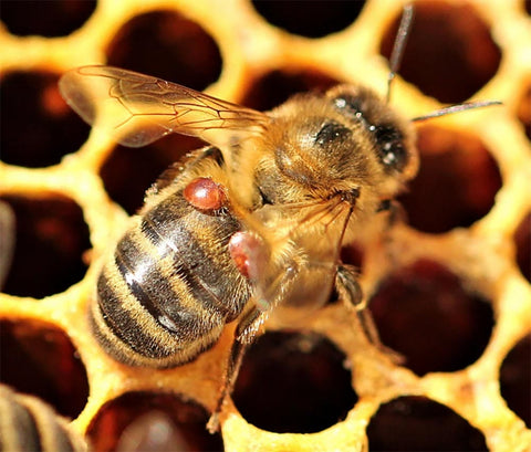 Bee with Varroa Mites