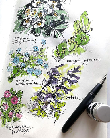 Flower drawings using a flex nib fountain pen