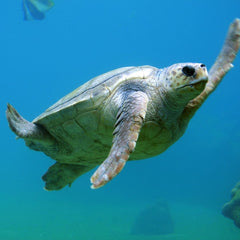 tortuga marina bajo el agua