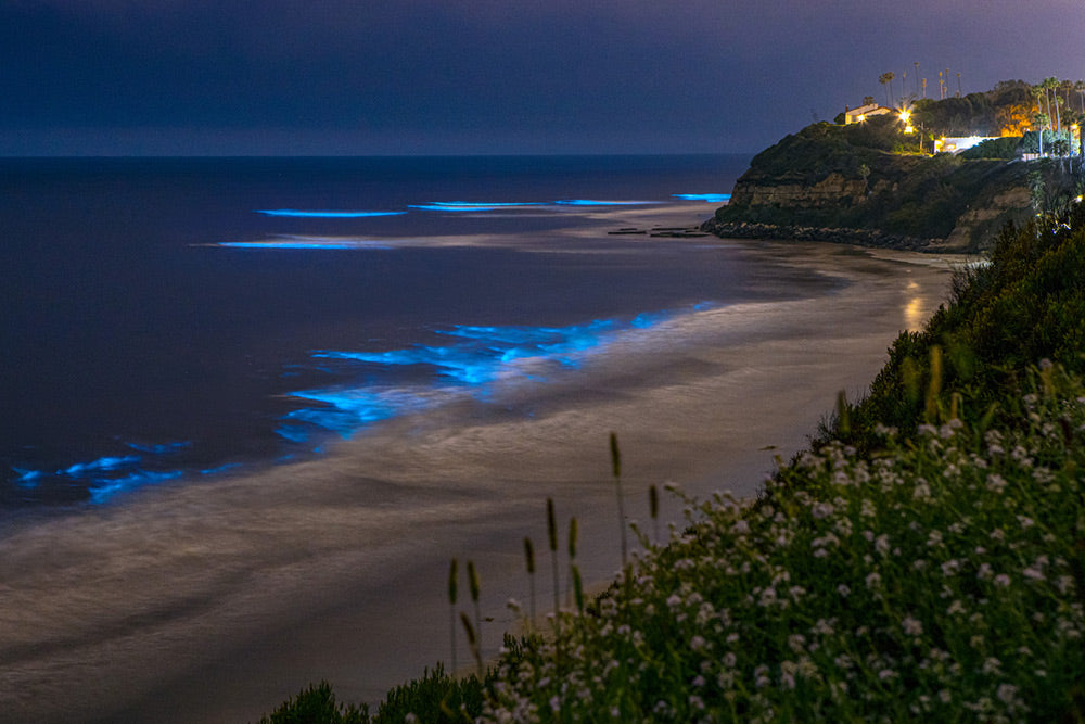 Bioluminescent plankton: 'It's the northern lights of the ocean