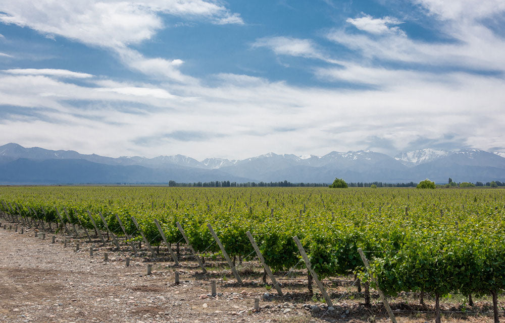 Uco Valley, Argentina: The Hidden Gem of Wine Country