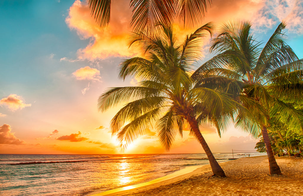 beach palm trees sunset