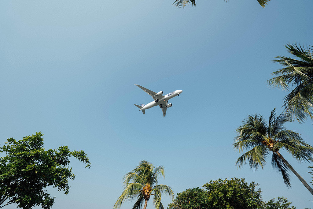 Plane over palm trees