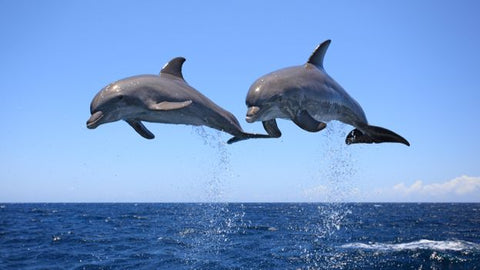 dolphins leaping out of water