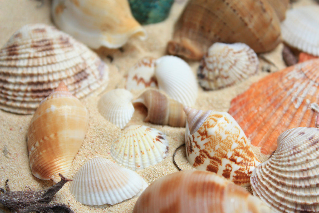 beach sea shells