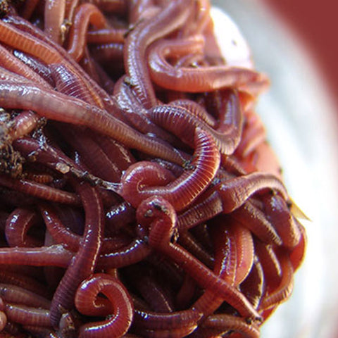 Red Garden Worms Back By Popular Demand - where to buy red worms near me - "the life of your soil" Buy Now