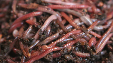 Garden Worms For Sale The Soul of Your Soil -Where To Buy Garden Worms Near Me
