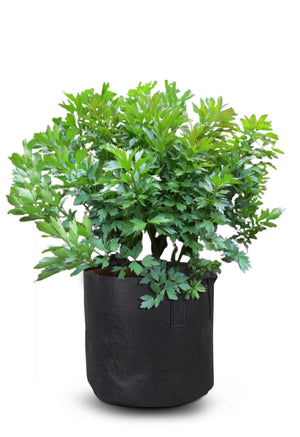 Grow Bags -Take The Work Out Of Gardening Where To By Near Me -  Plant In Grow Bag  5 gal.!! - Andy's Asparagus Acres - 40 Gallon Grow Bags