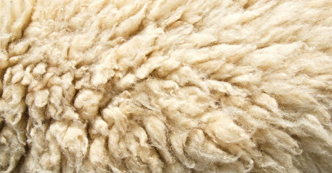 Sheep wool skin