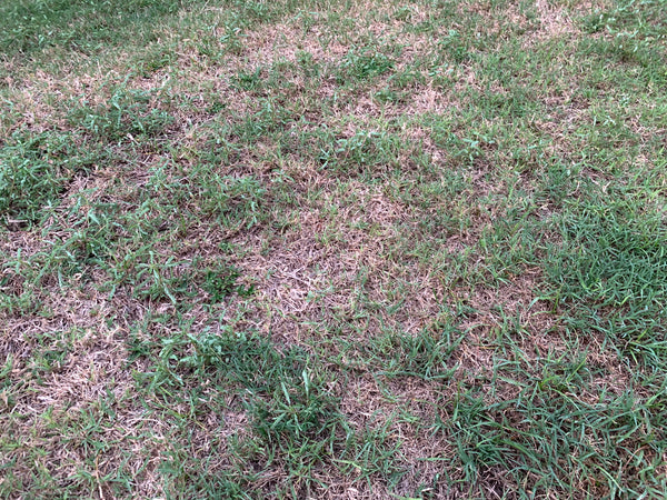 brown spots on grass