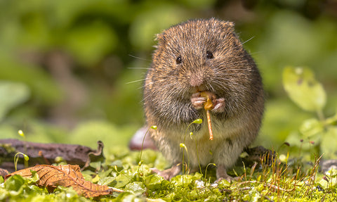 Vole