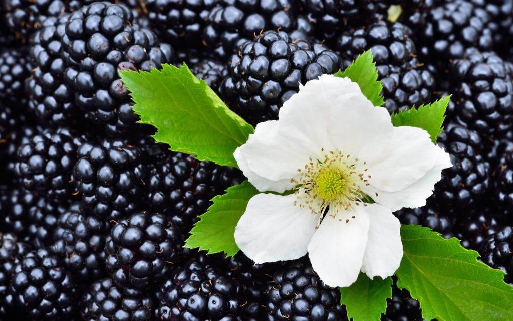 Are blackberries good for you? Benefits of Blackberries? 