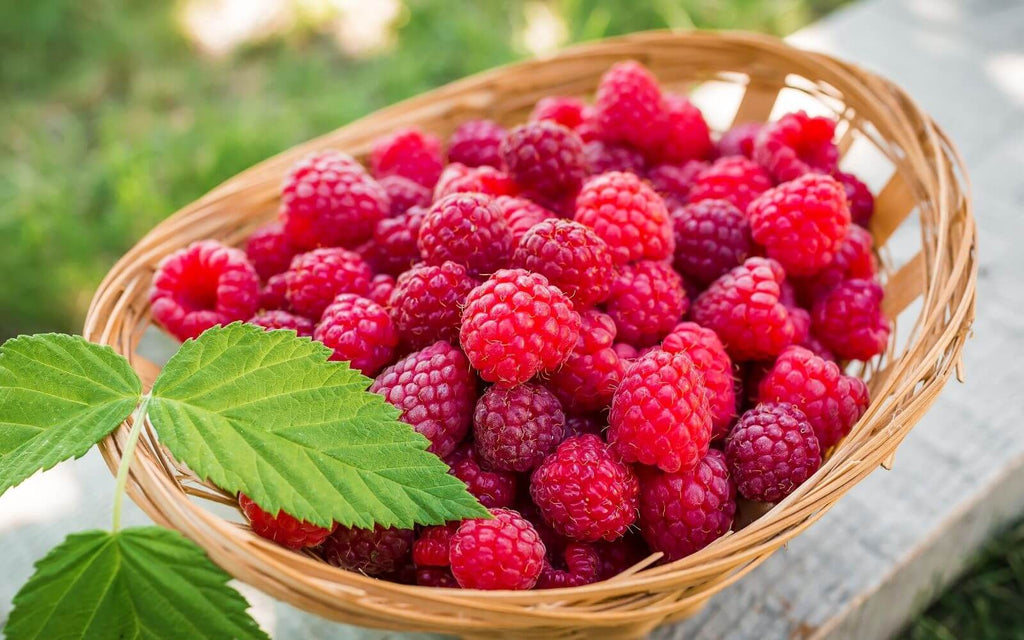 Are raspberries good for you? Benefits of Raspberries