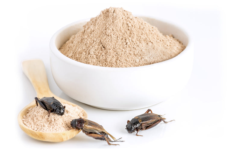 Benefits of Cricket Protein