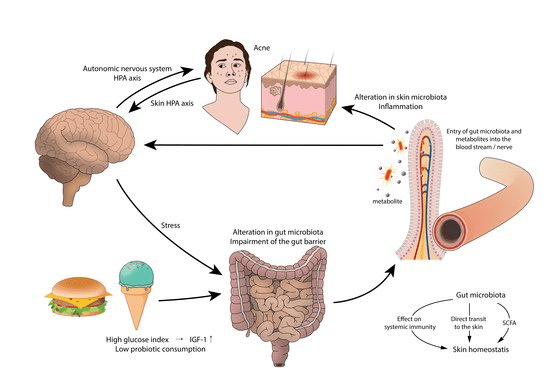 gut health and skin