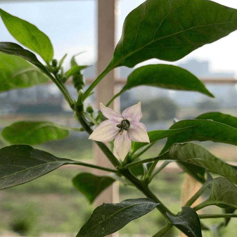 why-are-my-chilli-plant-flowers-falling-off-lazygardener