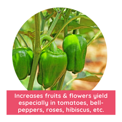Increases fruit and flower yield