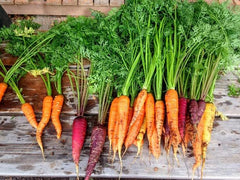 Fully-grown carrots