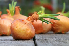 Onion bulbs