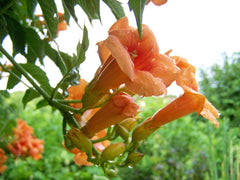 Trumpet vines