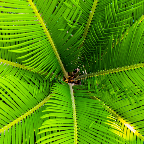 Sago Palm