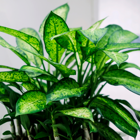 Dieffenbachia