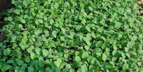 Leaves of brinjal plant