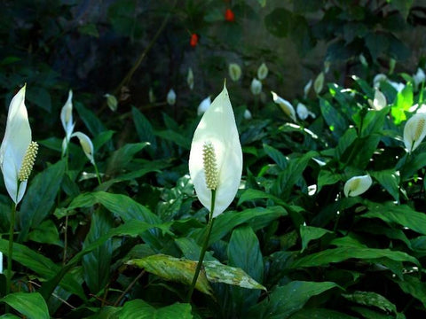 Peace lily