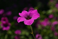 Geranium growing from seed