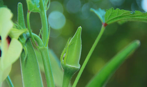 Lady Finger seedlings sprouting