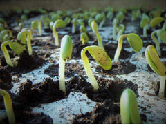 Germination of seeds