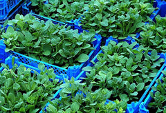 Leaves in basket