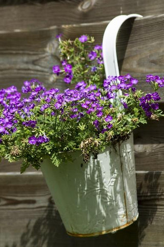 Plant in a hanging pot
