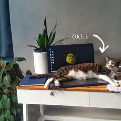 Cat lying on a desk