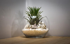 Air Plant (Tillandsia) used for decoration