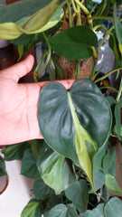 Philodendron