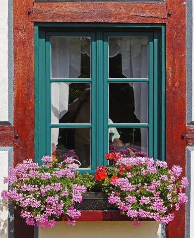 Plants placed on a planter edge