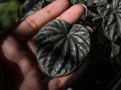 Peperomia caperata leaf