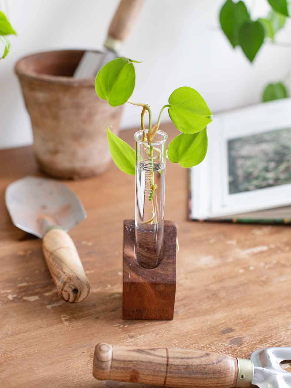 Table top test tube planter with hydroponic plant in it