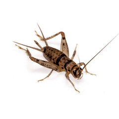 Live Banded Cricket