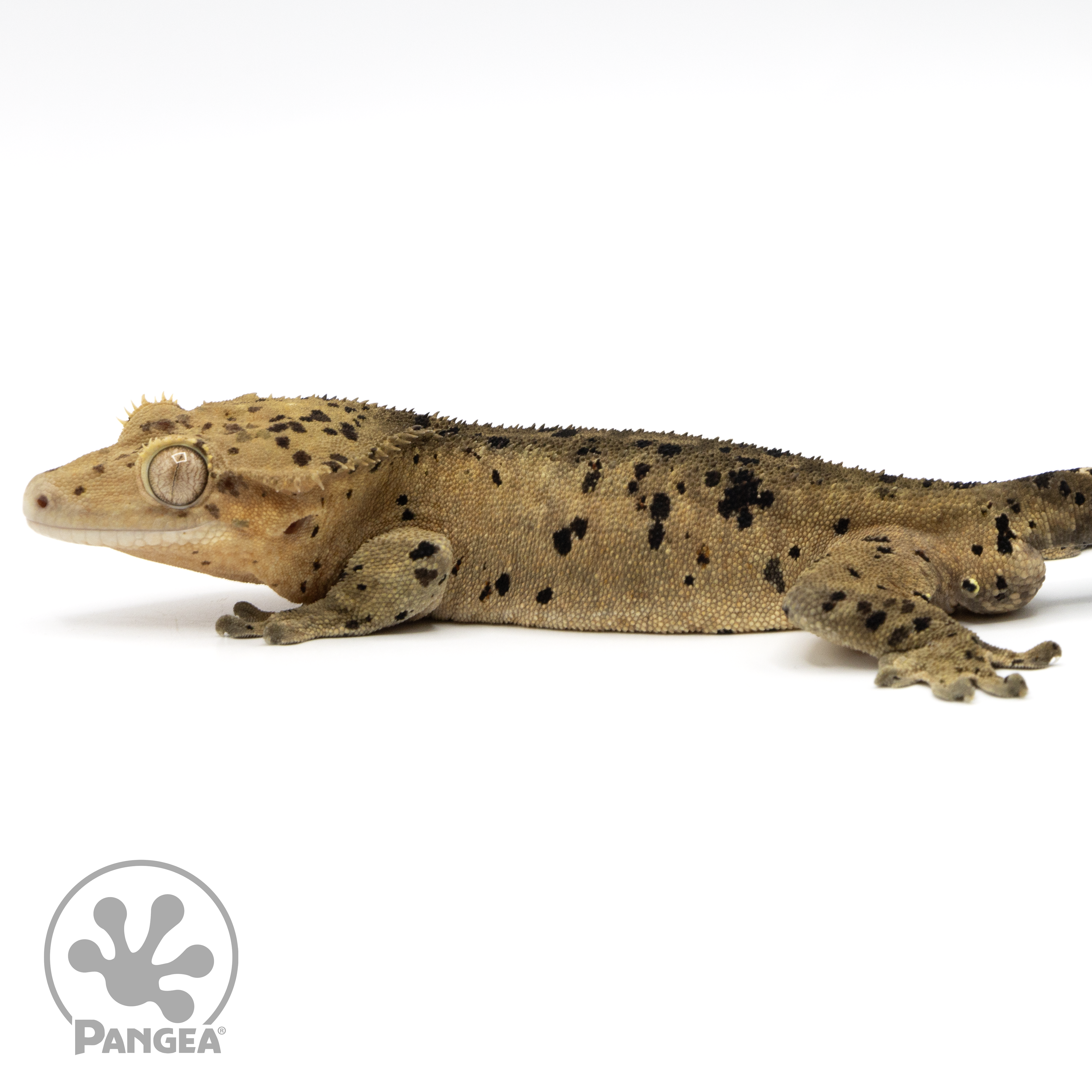 Male Super Dalmatian Crested Gecko Cr-1509