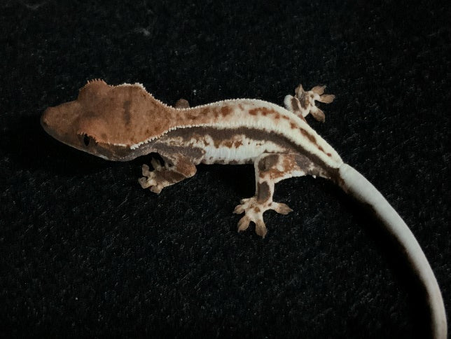 Cappuccino crested gecko hatchling with Lilly White genes