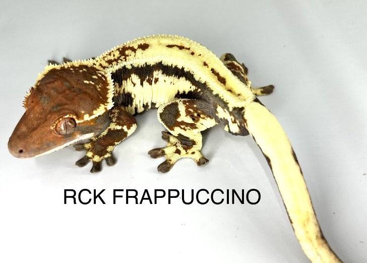 Adult Frappuccino Crested Gecko showing Capp and Lilly White traits
