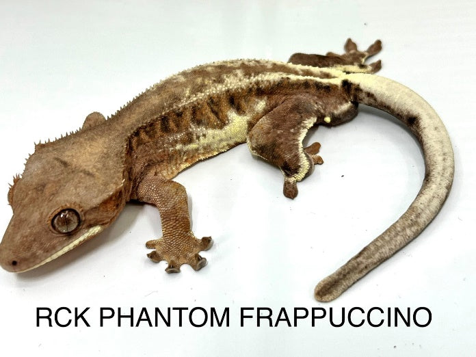 Adult Phantom Frappuccino Crested Gecko