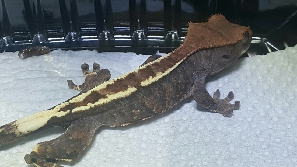 Proven Cappuccino male gecko