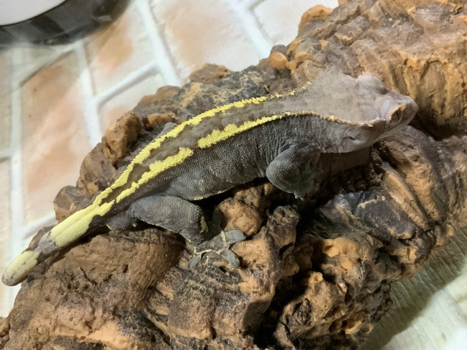 Cappuccino male crested gecko with yellow